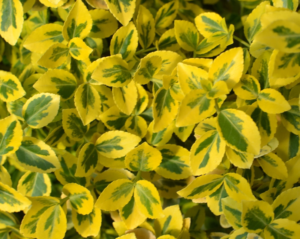 Fusain 'Emerald'n Gold', Euonymus fortunei Pépinière du Penthièvre Fusain 'Emerald'n Gold', Euonymus fortunei Pépinière du Penthièvre