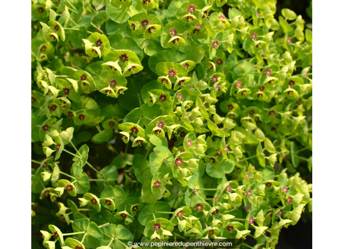 EUPHORBIA characias ssp wulfenii EUPHORBIA characias ssp wulfenii