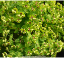 EUPHORBIA characias ssp wulfenii EUPHORBIA characias ssp wulfenii