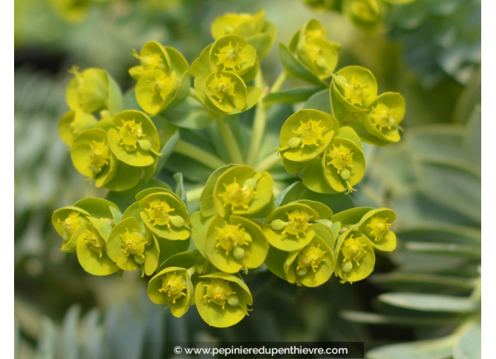 EUPHORBIA myrsinites EUPHORBIA myrsinites