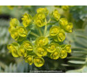 EUPHORBIA myrsinites EUPHORBIA myrsinites