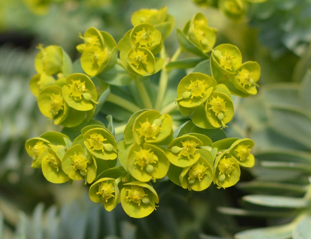 Euphorbe de Corse, EUPHORBIA, persistant, jaune - Pépinière du Penthièvre