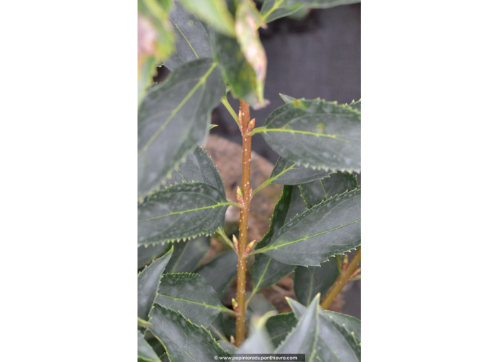 FORSYTHIA x intermedia 'Lynwood Gold' - Été FORSYTHIA x intermedia 'Lynwood Gold' - Été