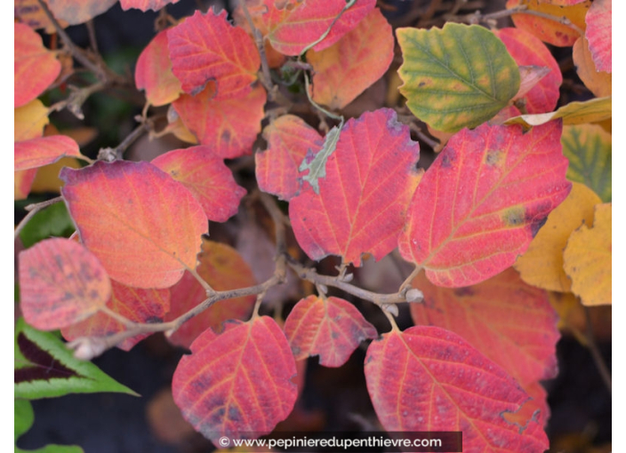 FOTHERGILLA major