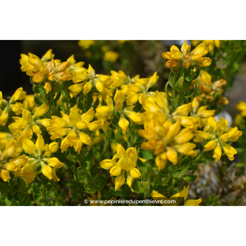 GENISTA hispanica