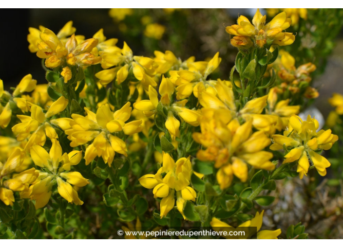 GENISTA hispanica