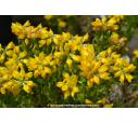 GENISTA hispanica GENISTA hispanica