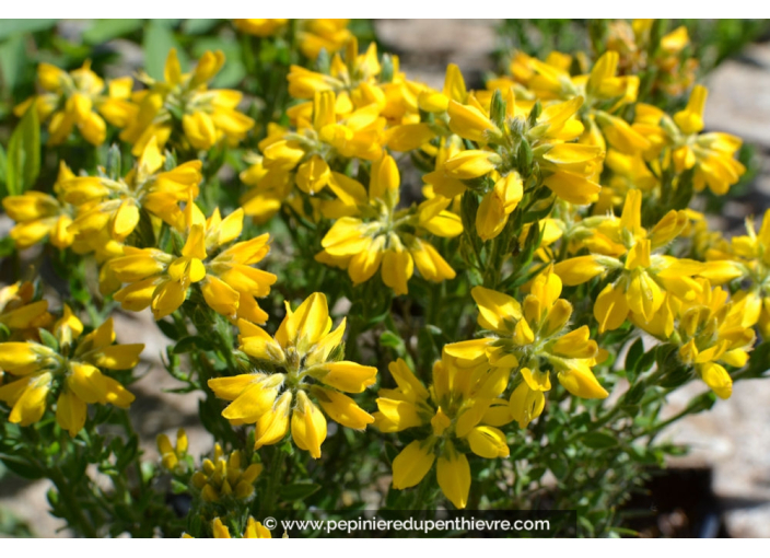 GENISTA hispanica GENISTA hispanica