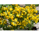 GENISTA hispanica GENISTA hispanica