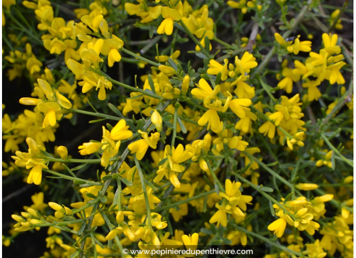 GENISTA 'Lydia'
