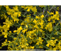 GENISTA 'Lydia'