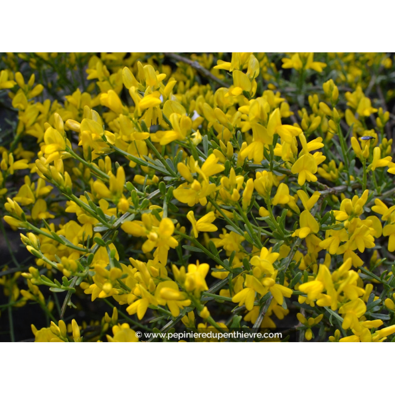 GENISTA 'Lydia'
