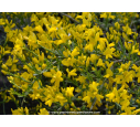 GENISTA 'Lydia'