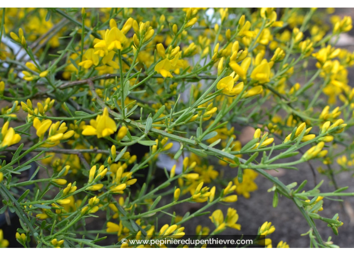 GENISTA 'Lydia'