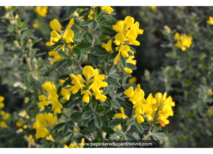 GENISTA 'Porlock' GENISTA 'Porlock'