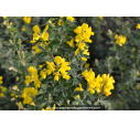 GENISTA 'Porlock' GENISTA 'Porlock'