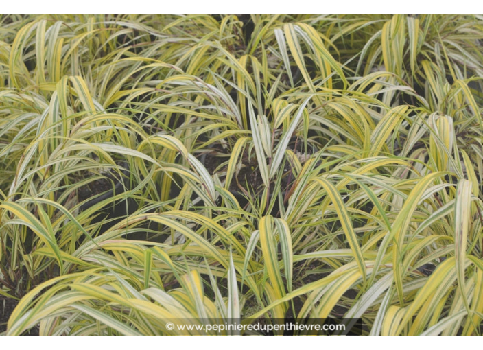 HAKONECHLOA macra 'Aureola'