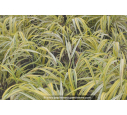 HAKONECHLOA macra 'Aureola'