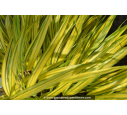HAKONECHLOA macra 'Aureola'