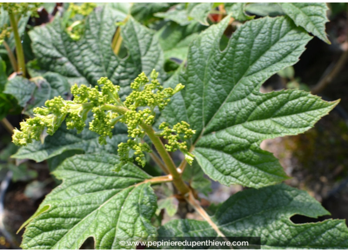 HYDRANGEA quercifolia 'Snowqueen'