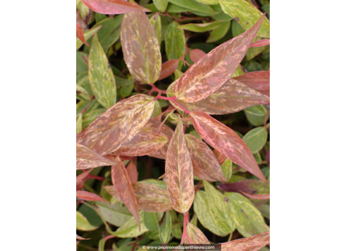 LEUCOTHOE fontanesiana 'Rainbow'
