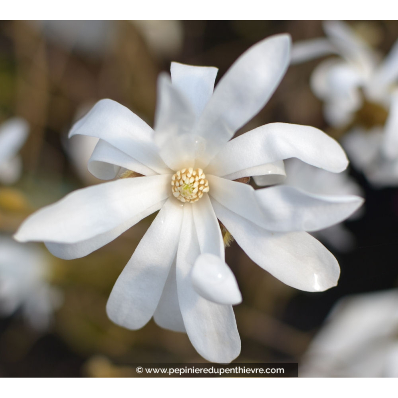 MAGNOLIA stellata - Printemps