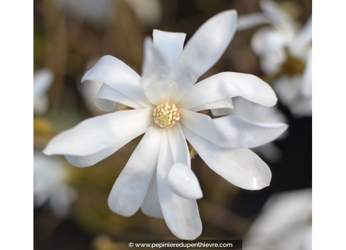 MAGNOLIA stellata - Printemps
