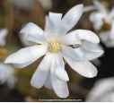 MAGNOLIA stellata - Printemps