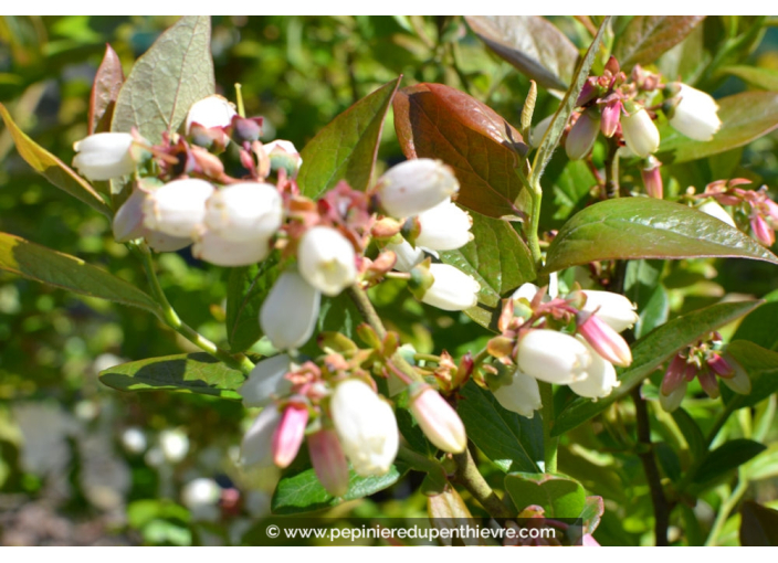 MYRTILLIER 'Patriot'