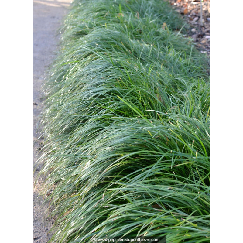 Ophiopogon japonicus