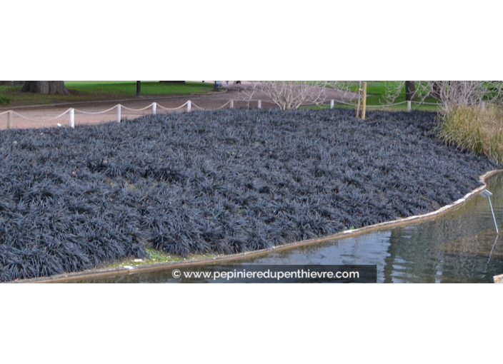 OPHIOPOGON planiscapus 'Niger'