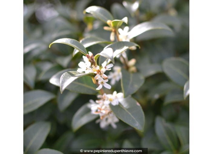 Osmanthe De Burkwood (Osmanthus Burkwoodii) - Arbuste Persistant Parfumé, Fleurs Blanches Avril-Mai, Hauteur 2-3 M, En Pot De 40 Cm