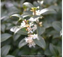OSMANTHUS x burkwoodii OSMANTHUS x burkwoodii