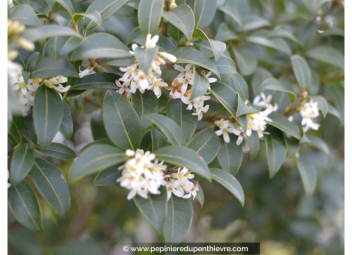 OSMANTHUS x burkwoodii OSMANTHUS x burkwoodii