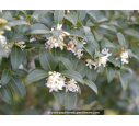 OSMANTHUS x burkwoodii OSMANTHUS x burkwoodii
