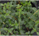 OSMANTHUS delavayi OSMANTHUS delavayi