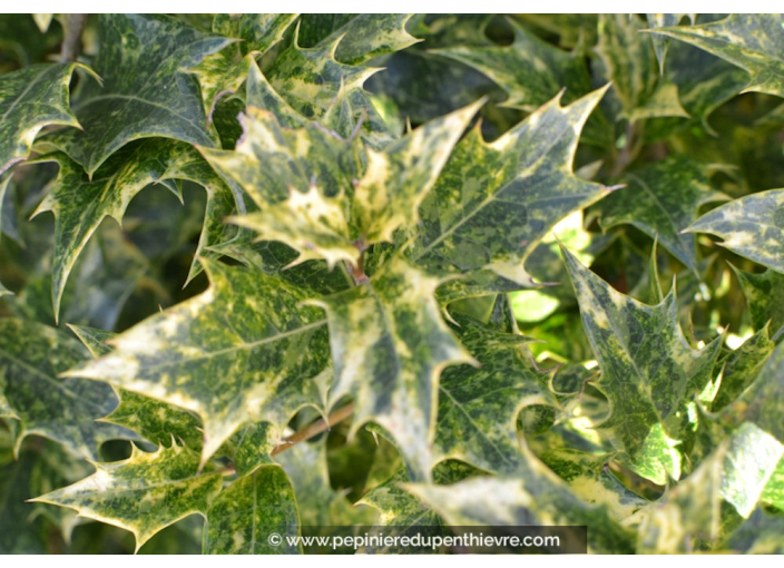 OSMANTHUS heterophyllus 'Tricolor'