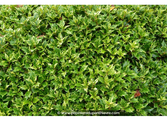 OSMANTHUS heterophyllus 'Tricolor'