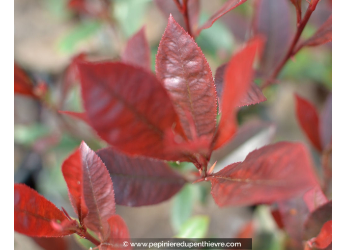 PHOTINIA x fraseri 'Carré rouge'