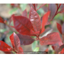 PHOTINIA x fraseri 'Carré rouge'