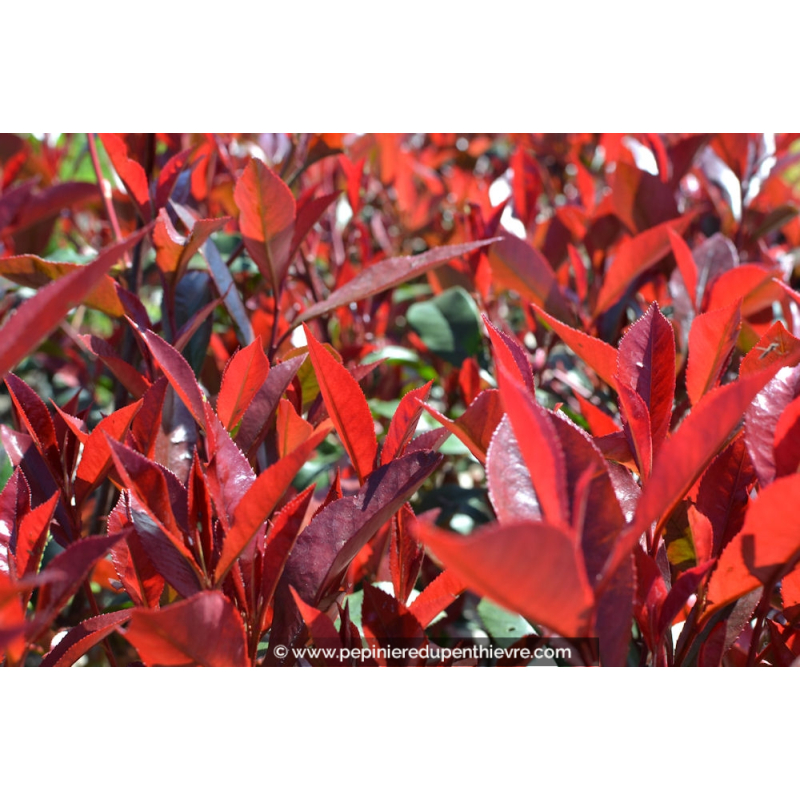 PHOTINIA x fraseri 'Carré rouge'