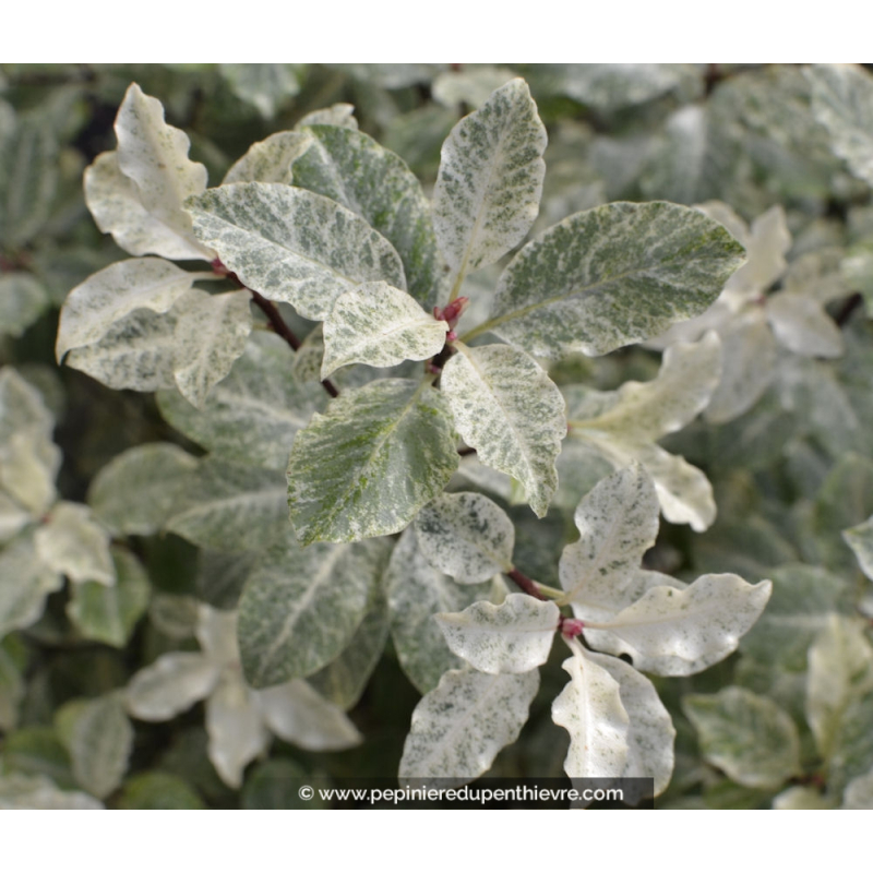 PITTOSPORUM tenuifolium 'Irene Paterson'