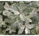 PITTOSPORUM tenuifolium 'Irene Paterson' PITTOSPORUM tenuifolium 'Irene Paterson'