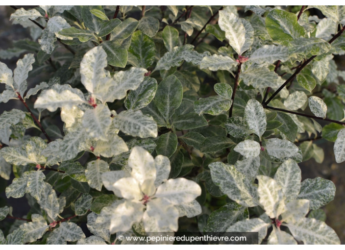 PITTOSPORUM tenuifolium 'Irene Paterson' PITTOSPORUM tenuifolium 'Irene Paterson'