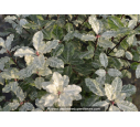 PITTOSPORUM tenuifolium 'Irene Paterson' PITTOSPORUM tenuifolium 'Irene Paterson'