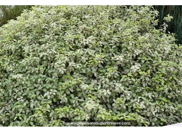 PITTOSPORUM tenuifolium 'Irene Paterson' PITTOSPORUM tenuifolium 'Irene Paterson'