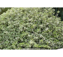 PITTOSPORUM tenuifolium 'Irene Paterson' PITTOSPORUM tenuifolium 'Irene Paterson'