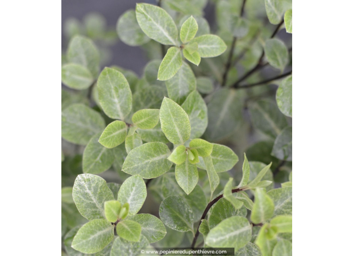 PITTOSPORUM tenuifolium 'Irene Paterson' PITTOSPORUM tenuifolium 'Irene Paterson'