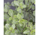 PITTOSPORUM tenuifolium 'Irene Paterson' PITTOSPORUM tenuifolium 'Irene Paterson'