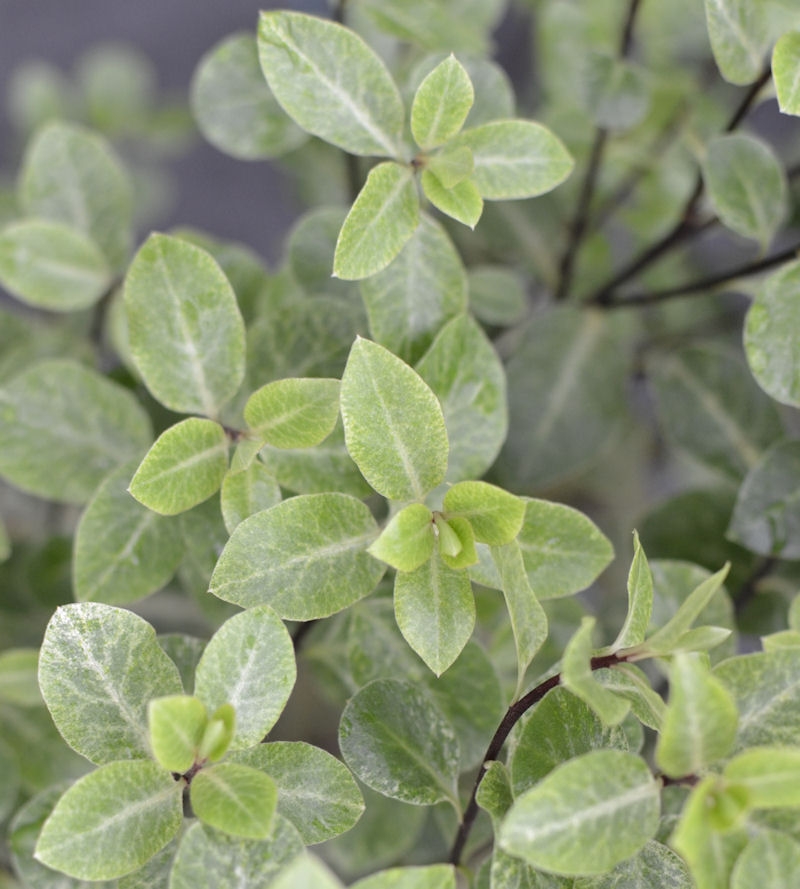 Pittosporum Tenuifolium Irene Paterson